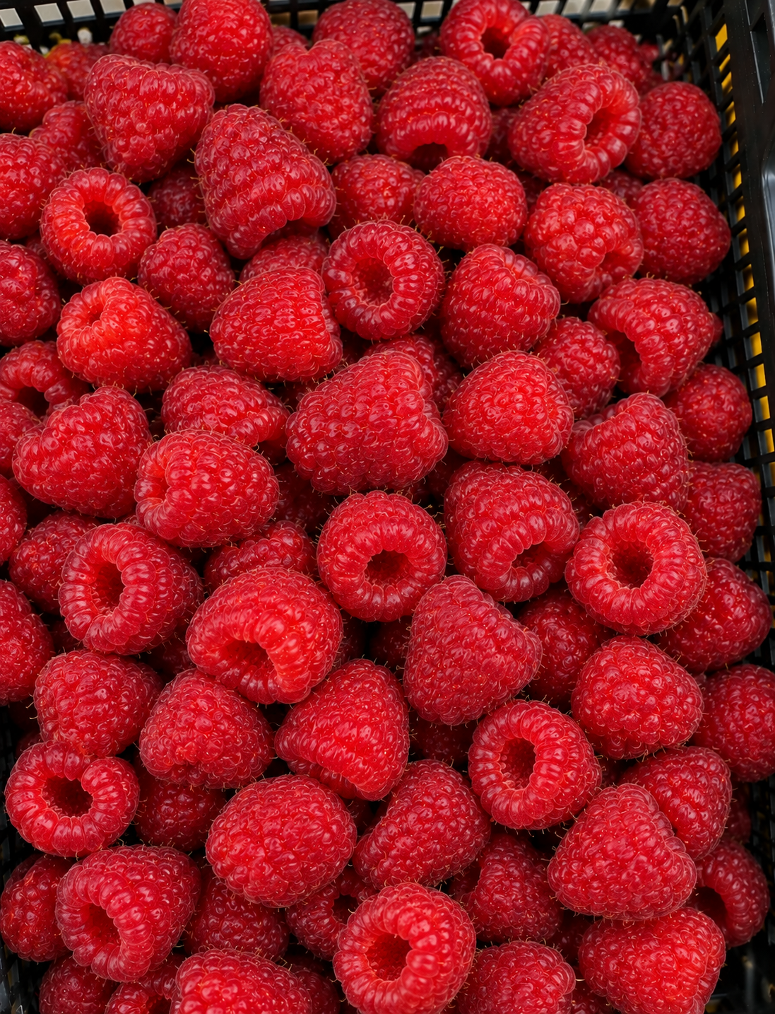 Maliny