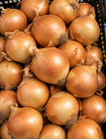Cebula