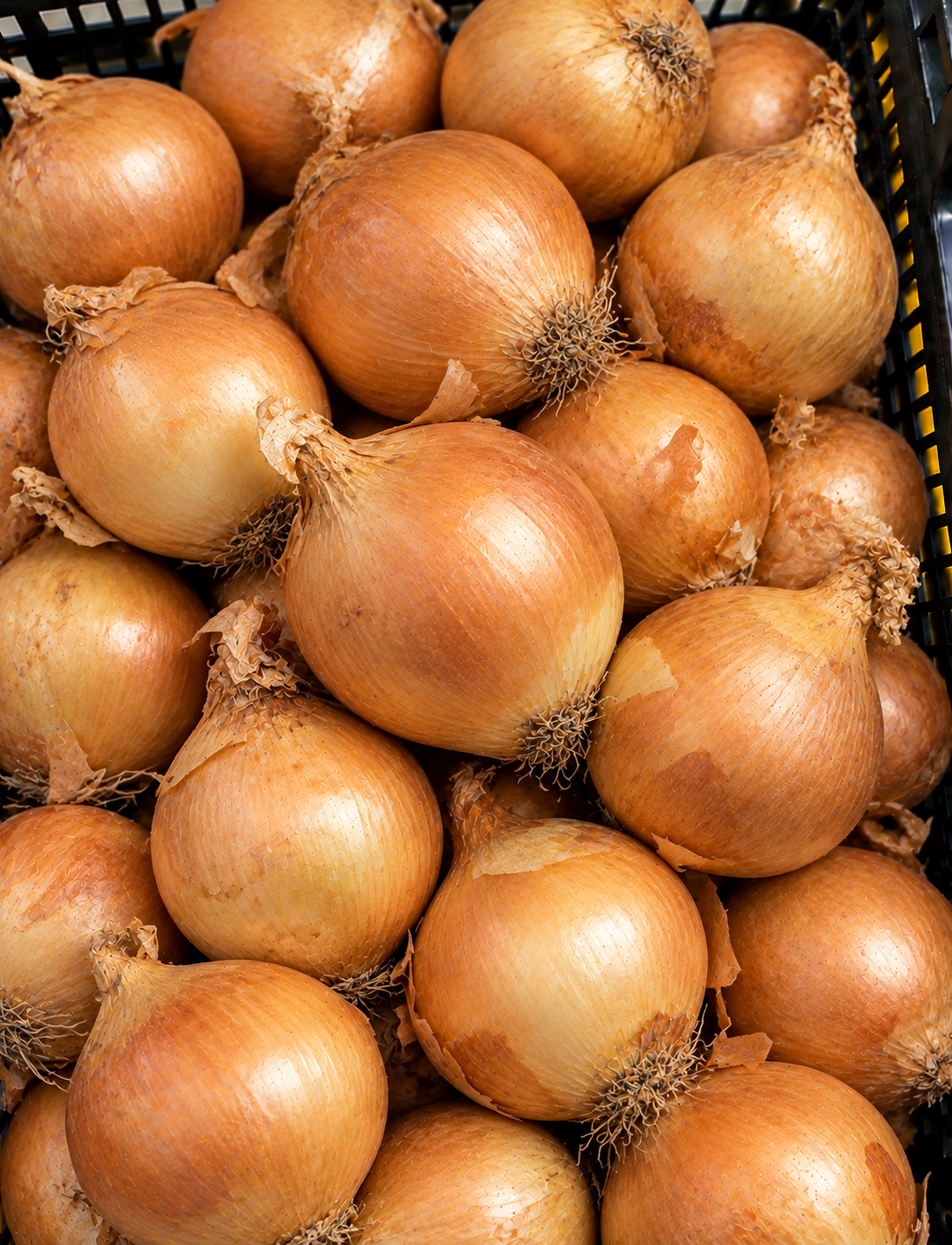 Cebula